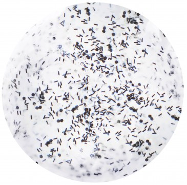 Gemini Nail Polish 14ml - nr.227 Snowflake Frosting Kr.135
